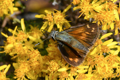 Hesperia woodgatei