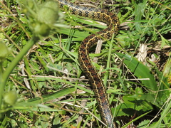 Lygophis anomalus