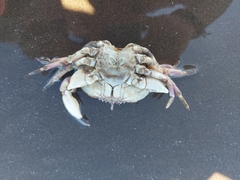 Danielethus crenulatus