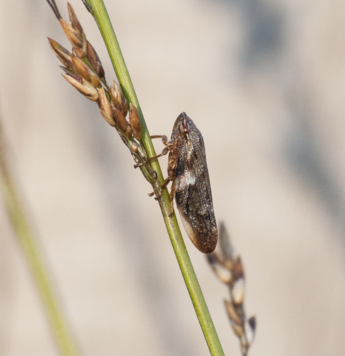 Alksninė Cikada nuotrauka