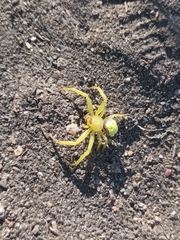 Misumenops callinurus