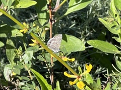 Leptotes marina