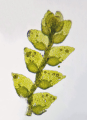 Cololejeunea biddlecomiae