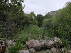 Leucozonella angulata