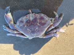 Danielethus crenulatus