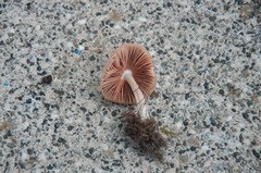 Volvariella caesiotincta