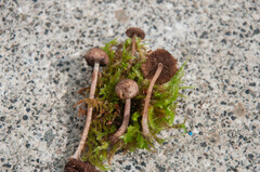 Cystoagaricus hirtosquamulosus