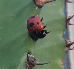 Coccinella algerica