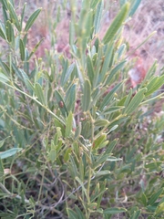 Sphenostylis angustifolia