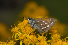 Hesperia woodgatei