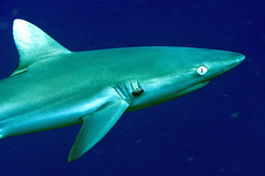 Carcharhinus amblyrhynchos