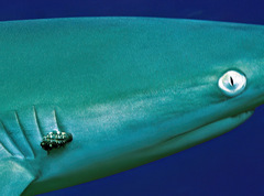 Carcharhinus amblyrhynchos