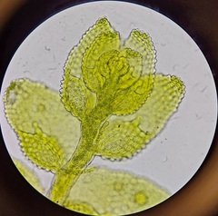 Cololejeunea biddlecomiae