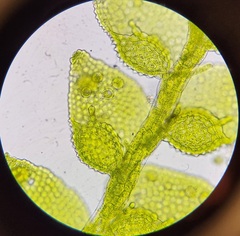 Cololejeunea biddlecomiae