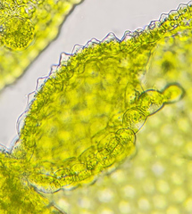 Cololejeunea biddlecomiae