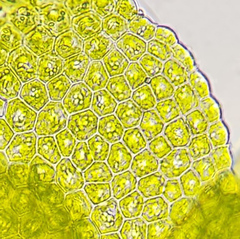 Cololejeunea biddlecomiae