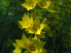Lysimachia verticillaris