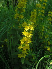 Lysimachia verticillaris