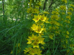 Lysimachia verticillaris