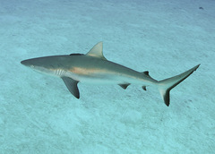 Carcharhinus amblyrhynchos