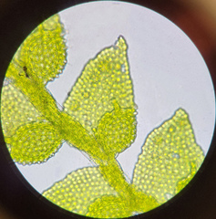 Cololejeunea biddlecomiae