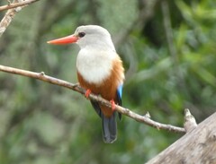 Halcyon leucocephala