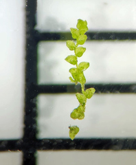 Cololejeunea biddlecomiae