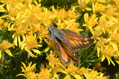 Hesperia woodgatei
