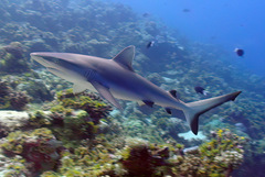 Carcharhinus amblyrhynchos