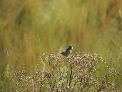 Cistothorus platensis