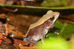 Clinotarsus curtipes