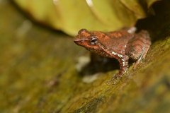 Kottigehar Bubble-Nest Frog photo 4