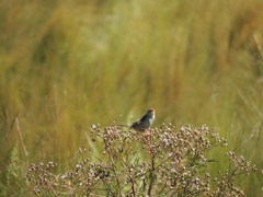 Cistothorus platensis