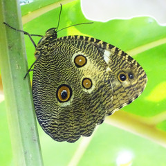 Dasyophthalma creusa