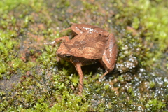 Microhyla