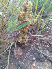 Crassula capitella nodulosa