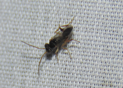 Dryinidae
