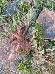 Aloe greatheadii davyana