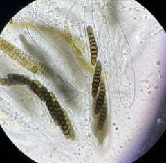 Preussia octomera
