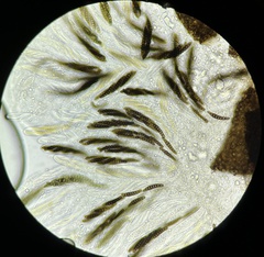 Preussia octomera