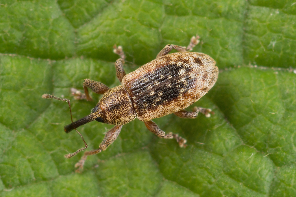 Dorytomus melanophthalmus
