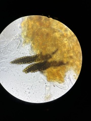 Preussia octomera