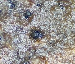 Preussia octomera