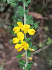Genista canariensis