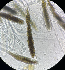 Preussia octomera