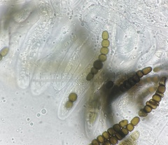 Preussia octomera