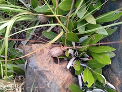 Parinari capensis capensis