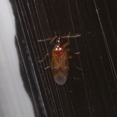 Amphiareus obscuriceps