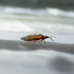 Amphiareus obscuriceps