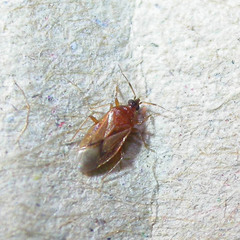 Amphiareus obscuriceps